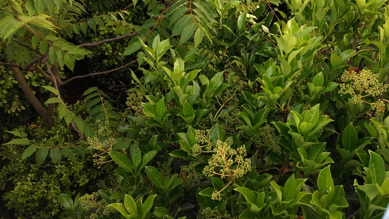 サンゴジュの蕾 東京都大田区平和島公園