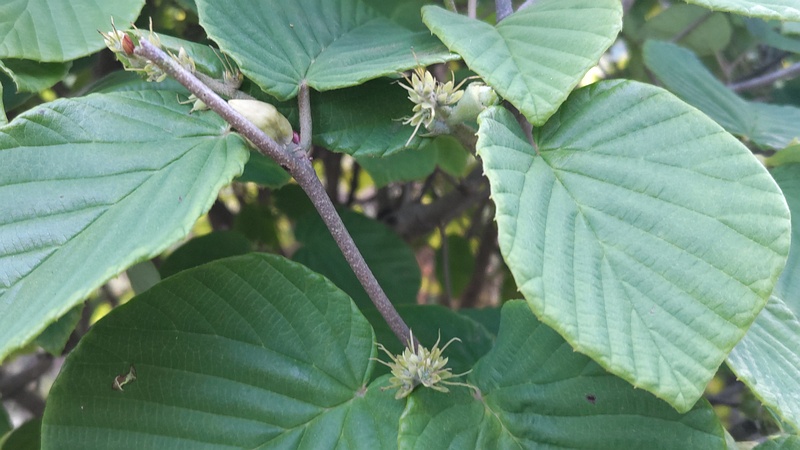 トサミズキの花後 東京都大田区平和島公園