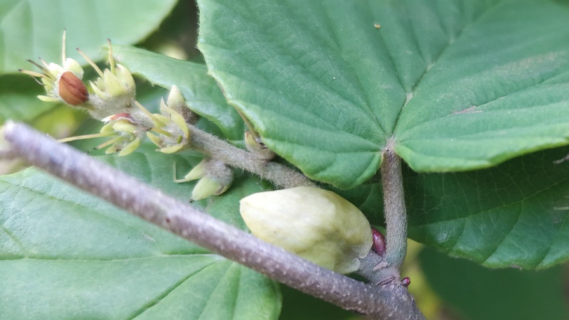 トサミズキの若い果実 東京都大田区平和島公園