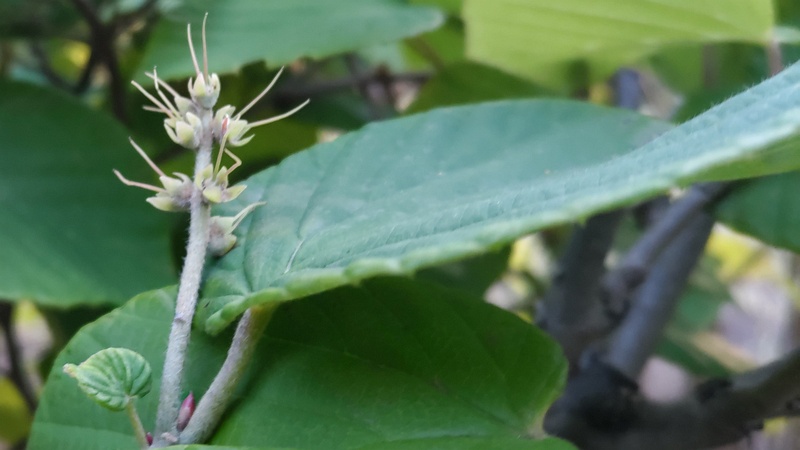 トサミズキの花後 東京都大田区平和島公園