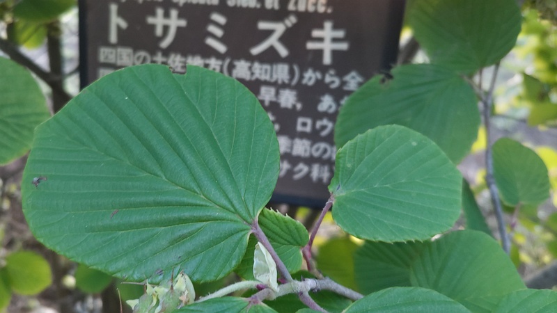 トサミズキの果実 東京都大田区平和島公園