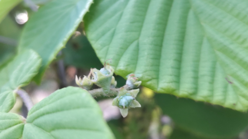 トサミズキの若い果実 東京都大田区平和島公園