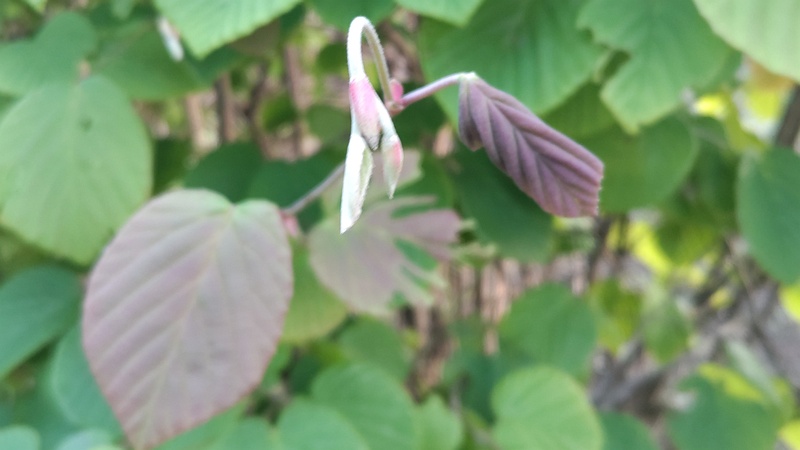 トサミズキの若葉 東京都大田区平和島公園