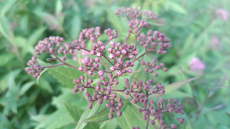 シモツケの蕾 東京都大田区平和島公園
