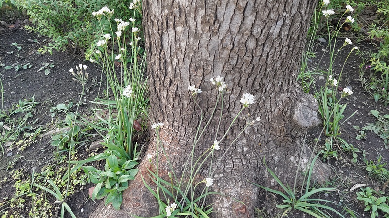 ハタケニラの花 東京都大田区平和島公園
