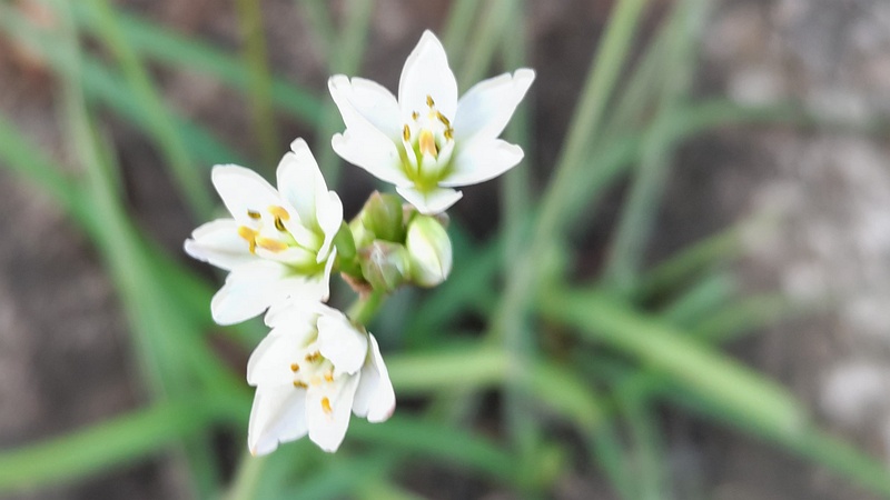 ハタケニラの花 東京都大田区平和島公園