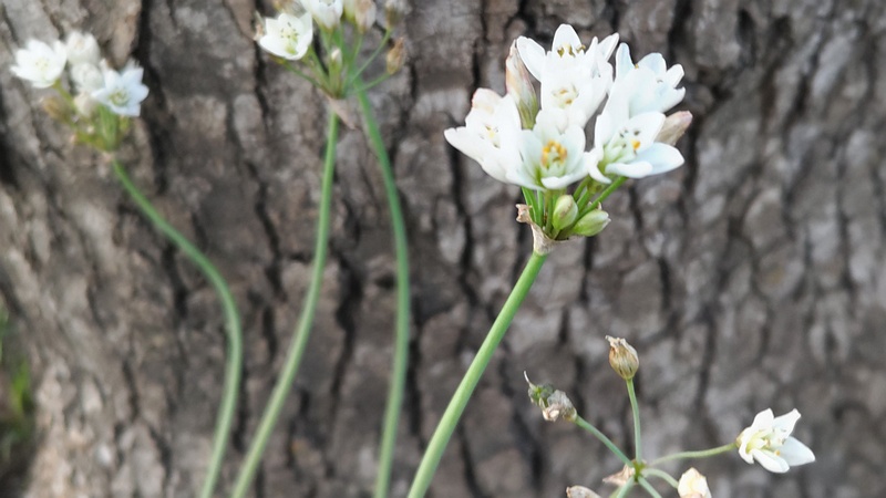 ハタケニラの花 東京都大田区平和島公園
