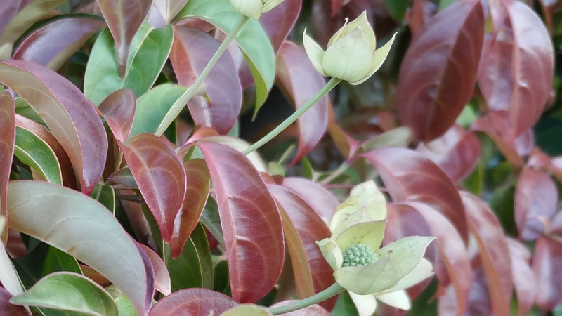 ヤマボウシの花 東京都大田区平和島公園