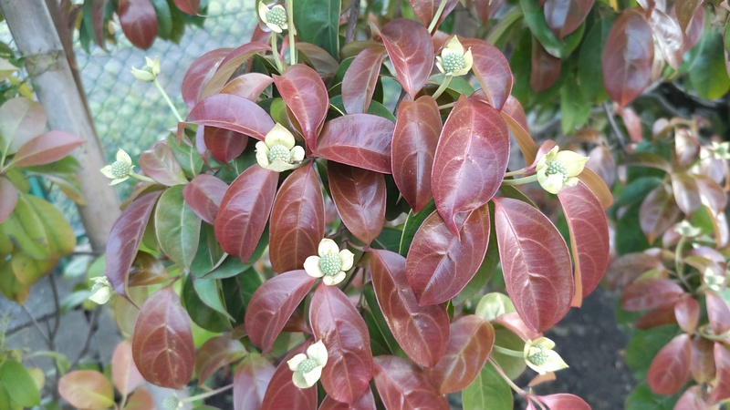 ヤマボウシの花 東京都大田区平和島公園
