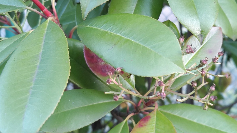 カナメモチの果実 東京都大田区平和島公園