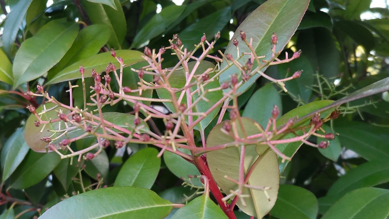 カナメモチの果実 東京都大田区平和島公園