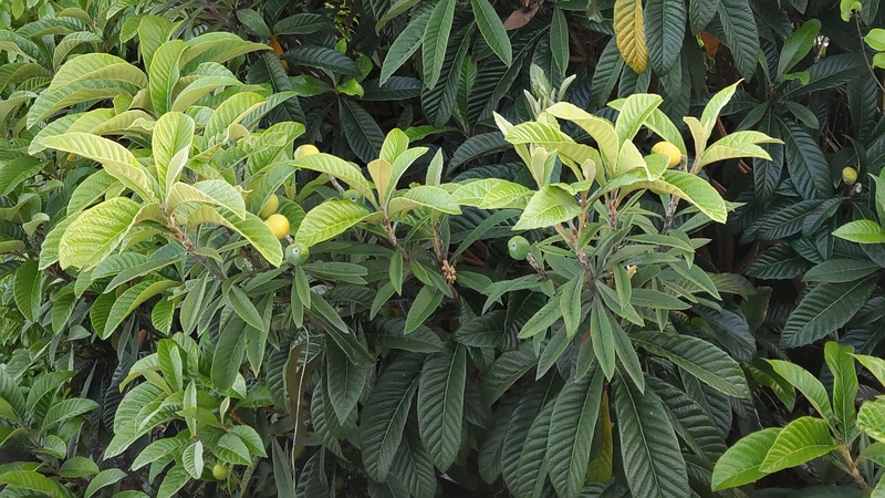 ビワの果実 東京都大田区平和の森公園
