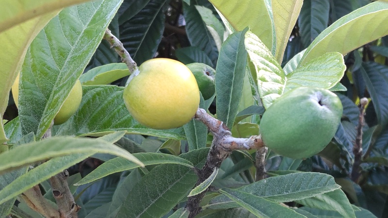 ビワの果実 東京都大田区平和の森公園