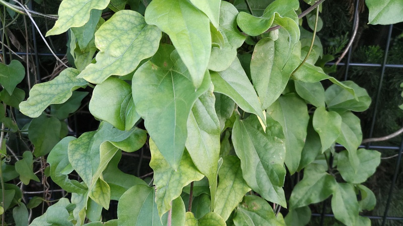 アオツヅラフジ 東京都大田区平和の森公園