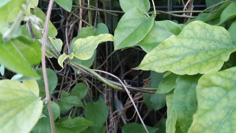 アオツヅラフジ 東京都大田区平和の森公園