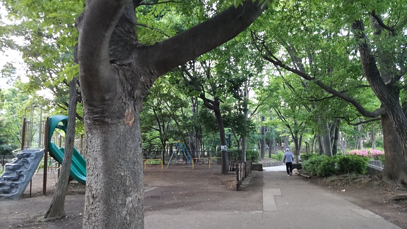 ケヤキ 東京都大田区平和の森公園