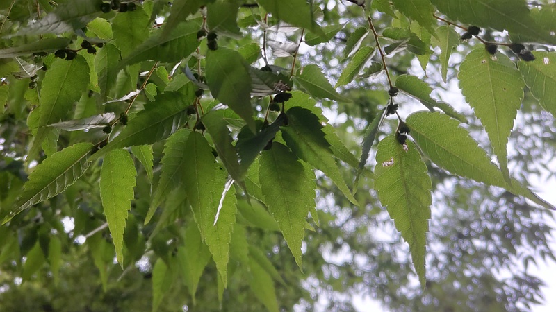 ケヤキの果実 東京都大田区平和の森公園