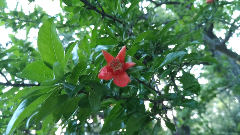 ザクロの花 東京都大田区平和の森公園