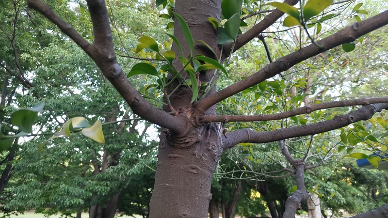 ナギ 東京都大田区平和の森公園