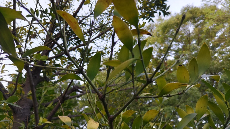 ナギ 東京都大田区平和の森公園
