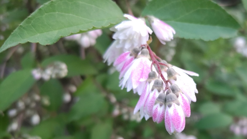 サラサウツギの花 東京都大田区平和の森公園