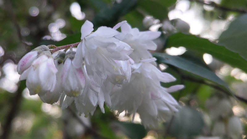 サラサウツギの花 東京都大田区平和の森公園