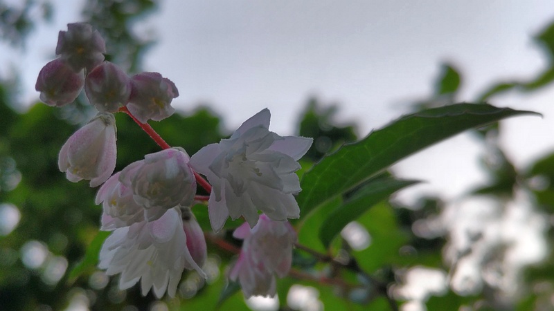 サラサウツギの花 東京都大田区平和の森公園