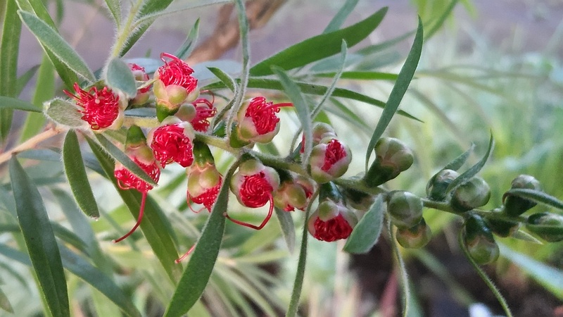 ブラシノキの花 東京都大田区平和の森公園