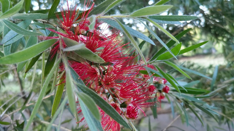 ブラシノキの花 東京都大田区平和の森公園