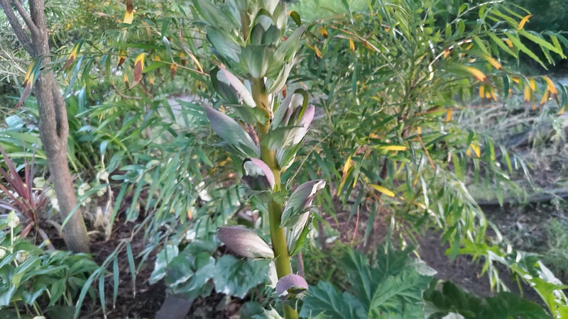 ハアザミの花 東京都大田区平和の森公園
