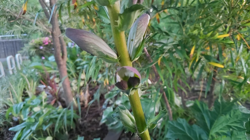 ハアザミの花 東京都大田区平和の森公園