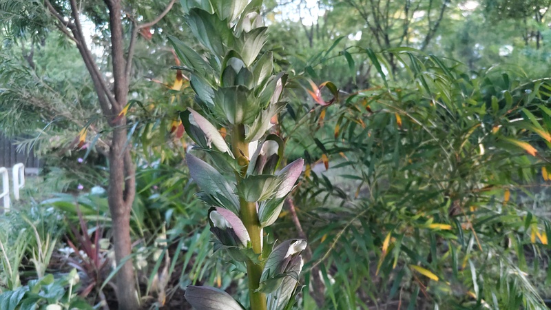ハアザミの花 東京都大田区平和の森公園