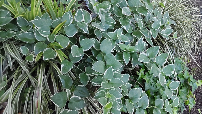 ツルニチニチソウ 東京都大田区平和の森公園
