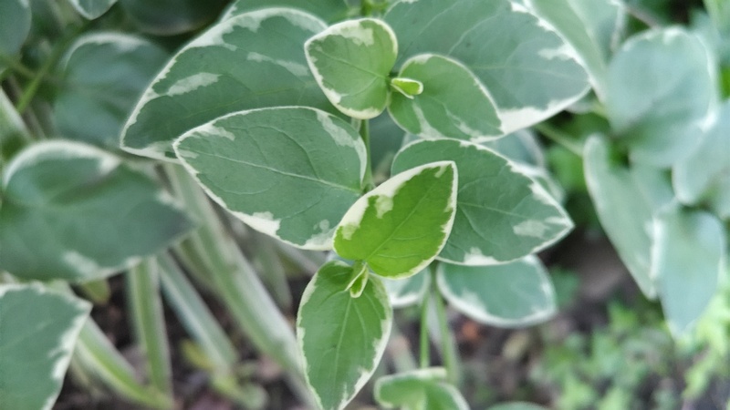 ツルニチニチソウ 東京都大田区平和の森公園