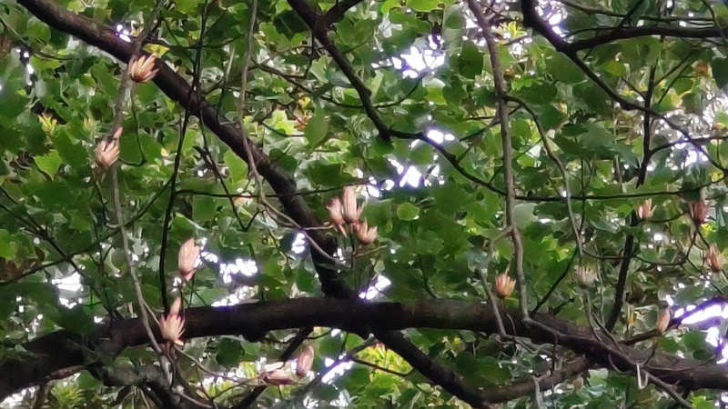 ユリノキの果実 東京都大田区平和の森公園