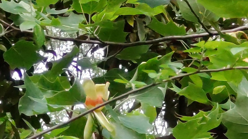 ユリノキの花 東京都大田区平和の森公園