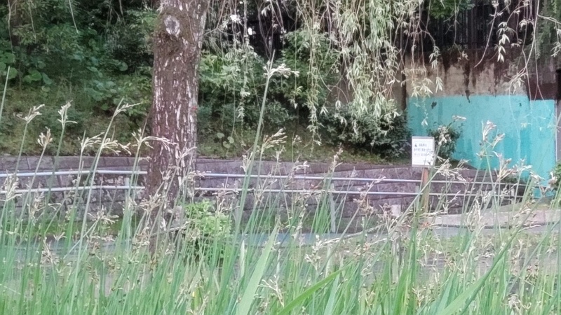 フトイとシダレヤナギ 東京都大田区平和の森公園