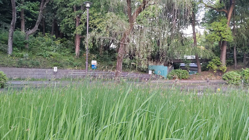 フトイとシダレヤナギ 東京都大田区平和の森公園