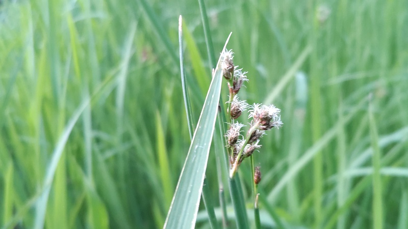 フトイの花 東京都大田区平和の森公園