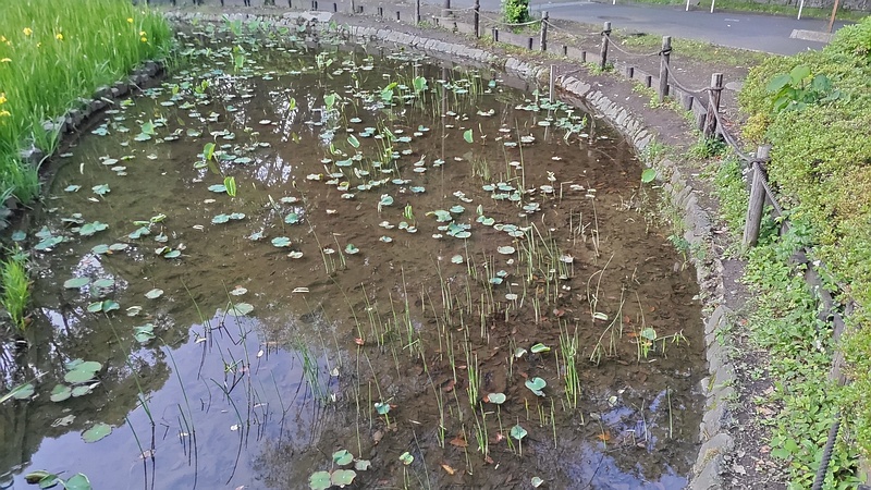 ハスの新芽 東京都大田区平和の森公園