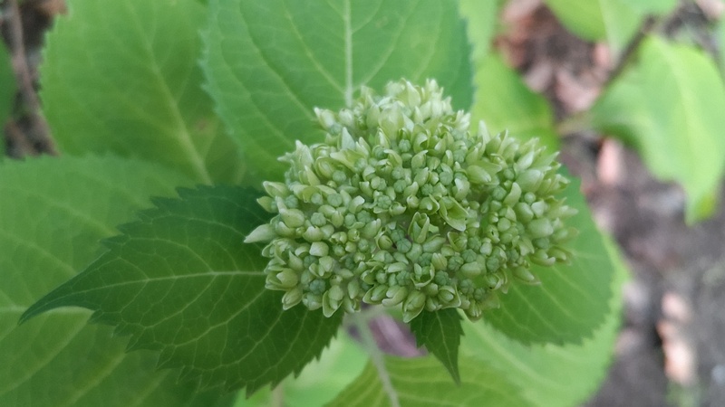 アジサイの蕾 東京都大田区平和の森公園
