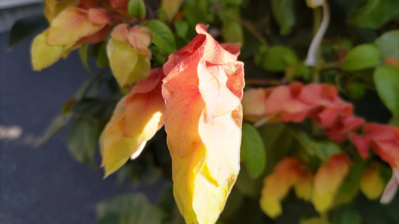 コエビソウの花 東京都大田区大森本町