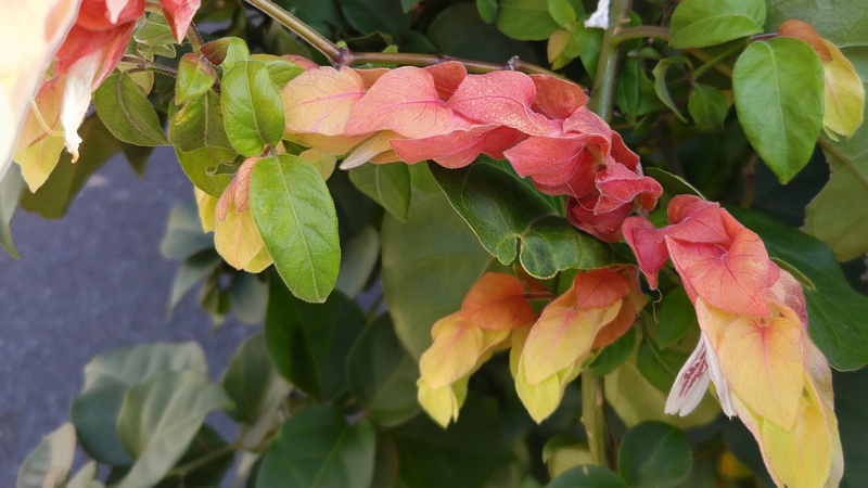 コエビソウの花 東京都大田区大森本町