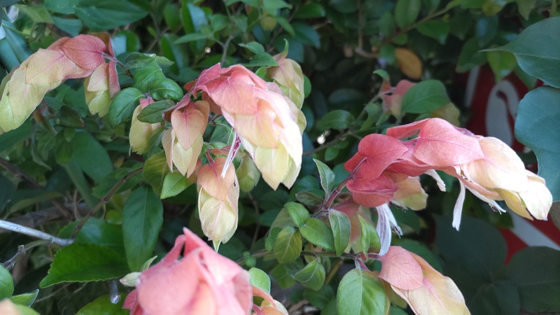 コエビソウの花 東京都大田区大森本町