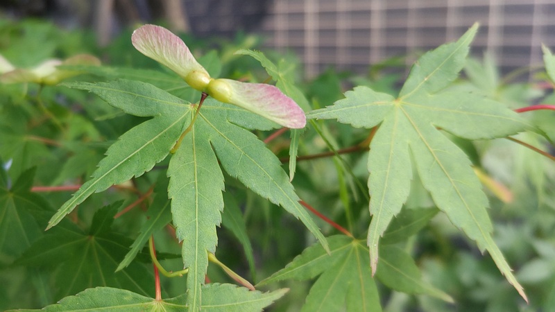 イロハモミジの果実 東京都大田区平和の森公園