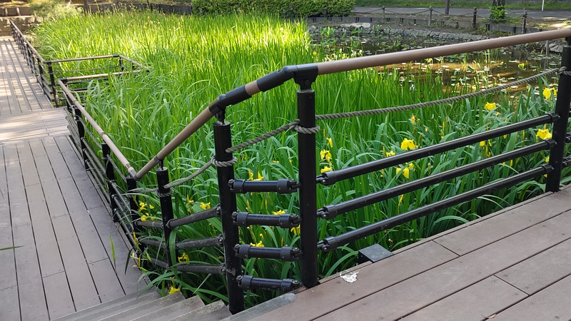 キショウブの花 東京都大田区平和の森公園