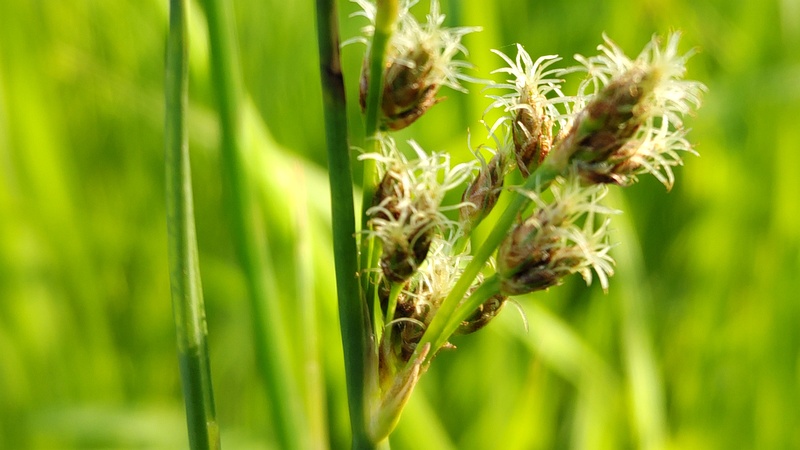 フトイの花 東京都大田区平和の森公園