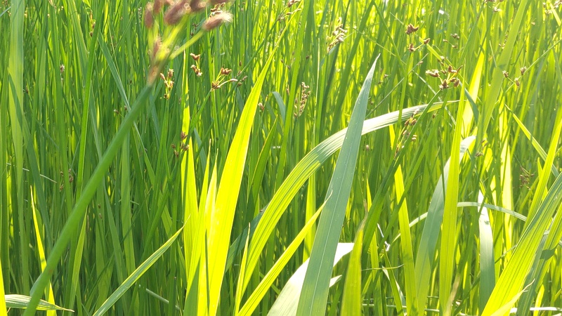 フトイの花 東京都大田区平和の森公園