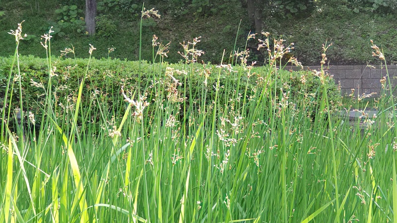 フトイの花 東京都大田区平和の森公園
