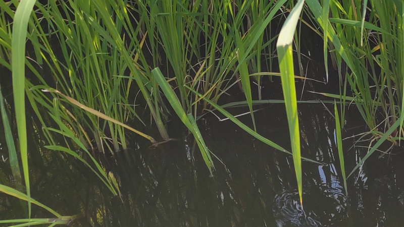 ウキヤガラ？ 東京都大田区平和の森公園